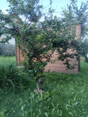 Коллективный сад номер 7, участок 58 в Каменске-Уральском - kamensk-uralsk.yutvil.ru - фото 28